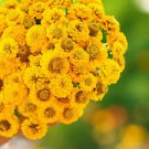 50 Lilliput Yellow Zinnia Ct Zinnia elegans Annual Bloom Colorful Flower