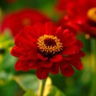 50 Meteor Zinnia Ct Zinnia elegans Annual Bloom Red Flowering Blooms