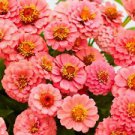 50 Lilliput Salmon Zinnia Ct Zinnia elegans Annual Bloom Flower