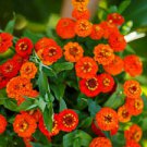 50 Lilliput Orange Zinnia Ct Zinnia elegans Annual Bloom Flower