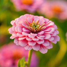 50 Illumination Zinnia Ct Zinnia elegans Annual Bloom Pink Flower