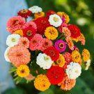 50 Pumila / Cut & Come Again Zinnia Ct Zinnia elegans Annual Bloom