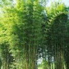 50 Bambusa Oldamii Bamboo Ct Privacy Garden Clumping Shade
