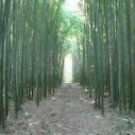 50 Moso Bamboo Ct Privacy Climbing Garden Clumping Shade Screen