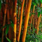 50 Orange Bamboo Ct Privacy  Garden Clumping Exotic Screen