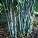 50 Blue Bamboo Ct Privacy Plant Garden Clumping Exotic Shade