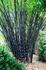 50 Tropical Black Bamboo Ct Privacy Clumping Shade Screen