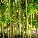 50 Yellow Bamboo Ct Privacy  Garden Clumping Shade Screen