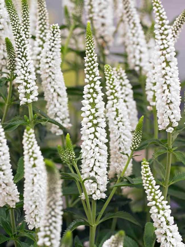 200 White Veronica Ct Speedwell Royal Candle Flower Perennial Flowers