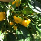 Lot of 3 YELLOW JAMAICAN SCOTCH BONNET Super Hot Pepper LIVE PLANTS 400,000 SHU