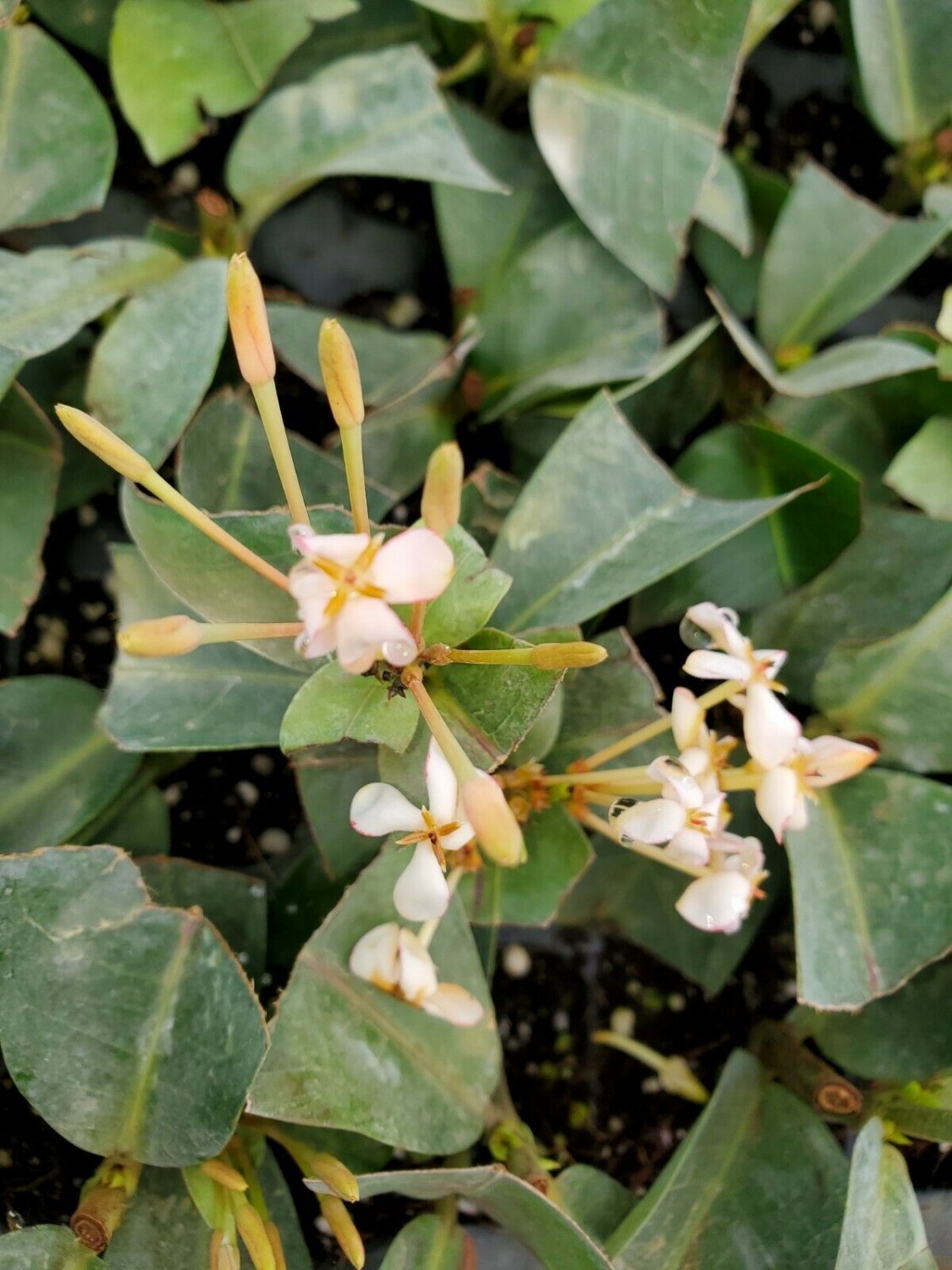 White Pink Ixora Tropical Live Plant 2 to 5 inches tall