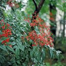 2 Domestica Nandina Plants 4" containers