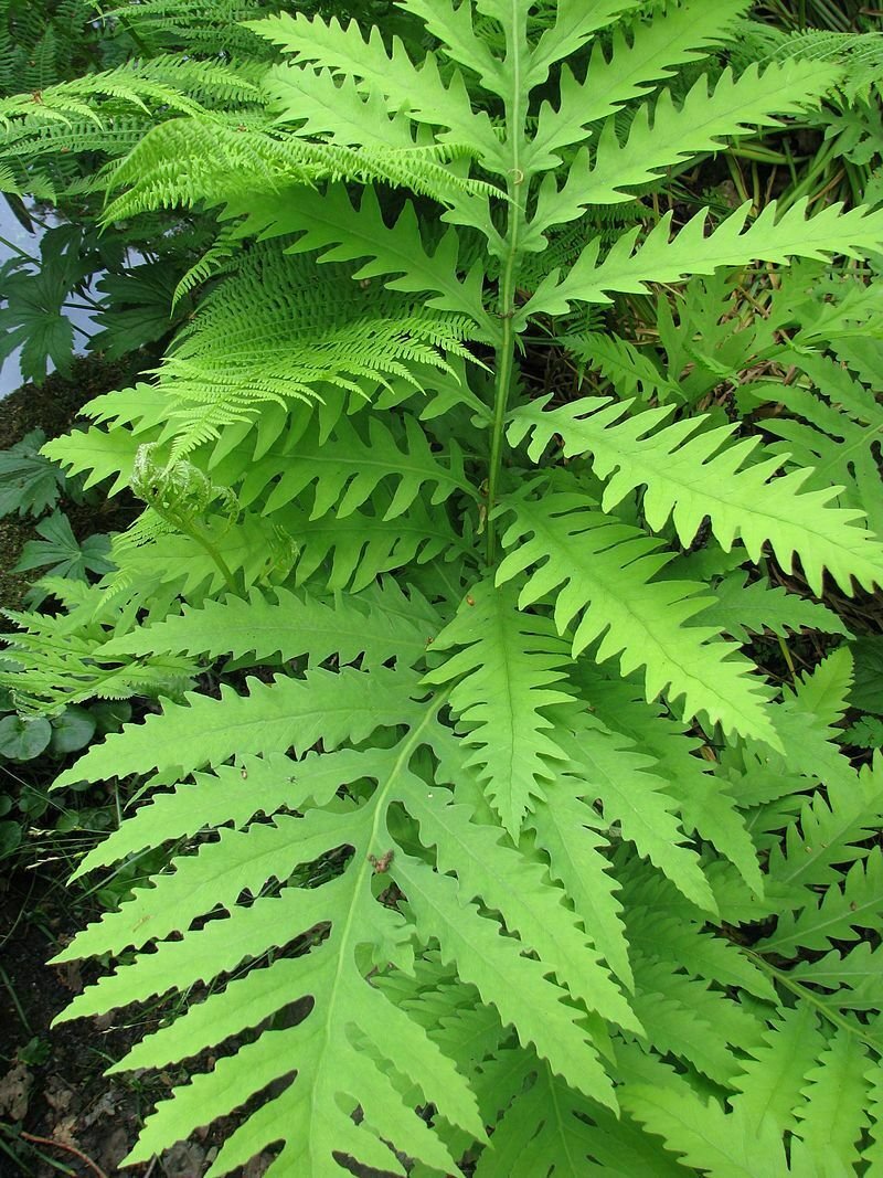 20 Sensitive Fern Bulbs