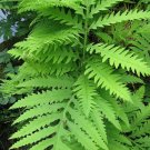 20 Sensitive Fern Bulbs