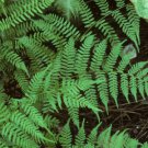 40 Lady Fern Bulbs(Athyrium Filix-Femina)
