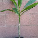 ROOTED PINK PLUMERIA PLANT (KANEOHE SUNSET) EXPEDITED SHIPPING
