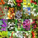 FLORIDA NATIVE BERRIES MIX, rare coast plum fruit WILD BERRY wood seed - 50 seeds