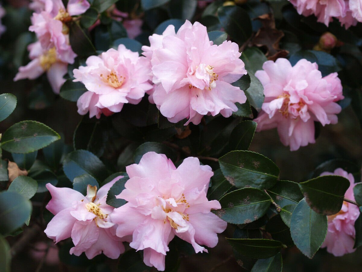 Pink Snow Camellia Sasanqua - Live Plant - 4 Inch Pot