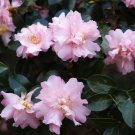 Pink Snow Camellia Sasanqua - Live Plant - 4 Inch Pot