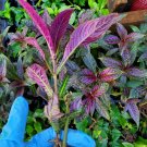 Persian Shield Live Plant 7 TO 10 inches tall in pot~Strobilanthes~Houseplant