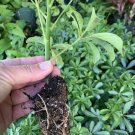 Green Umbrella Tree Live Plant~Schefflera arboricola 7 to 10" tall