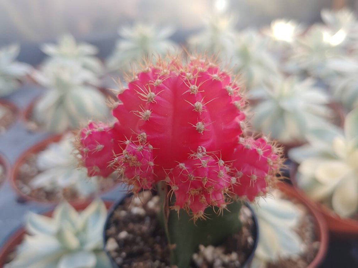 Grafted Cactus Red - 2.5"