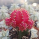 Grafted Cactus Red - 2.5"
