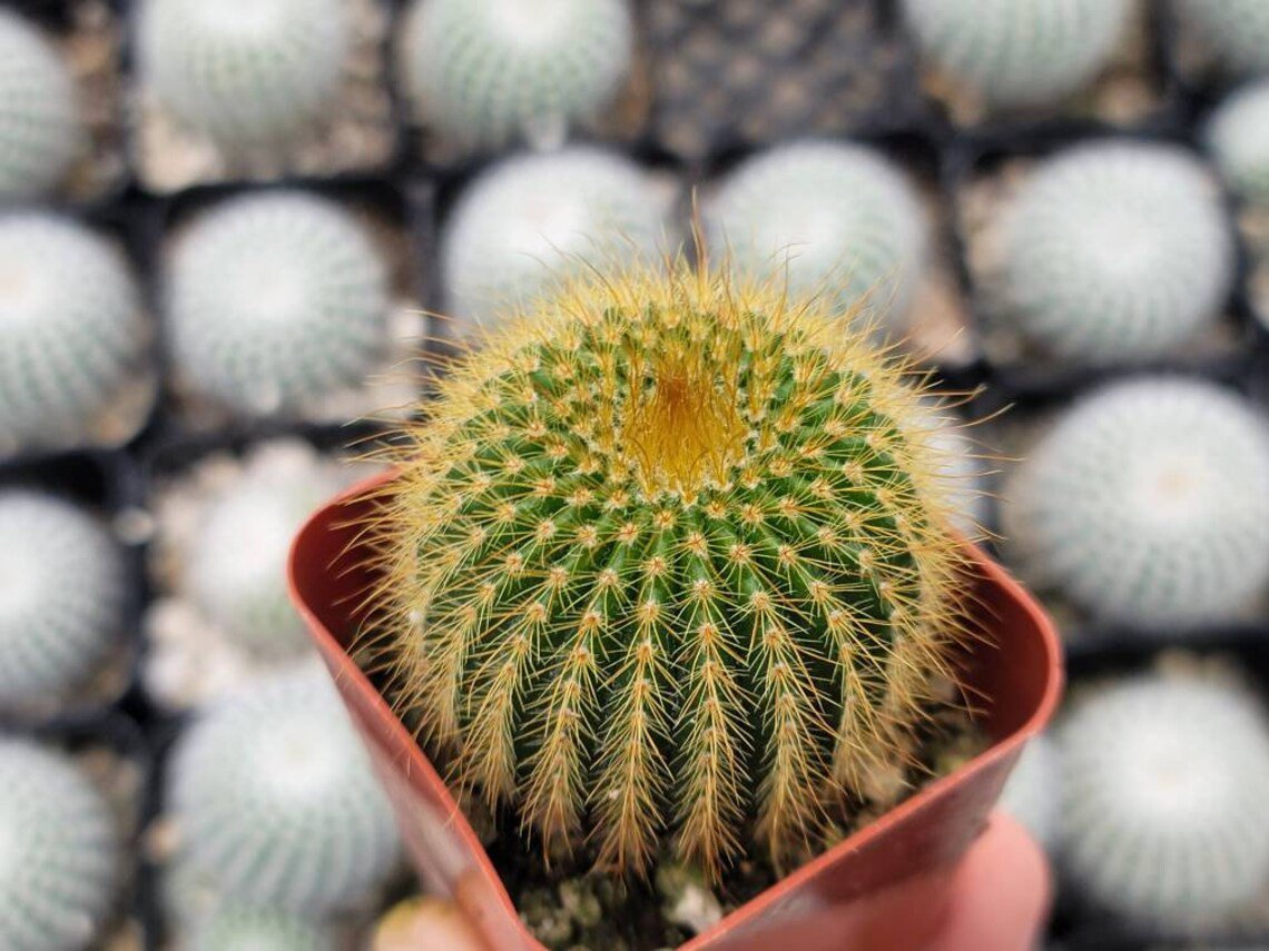 Parodia Leninghausii 2"