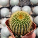 Parodia Leninghausii 2"