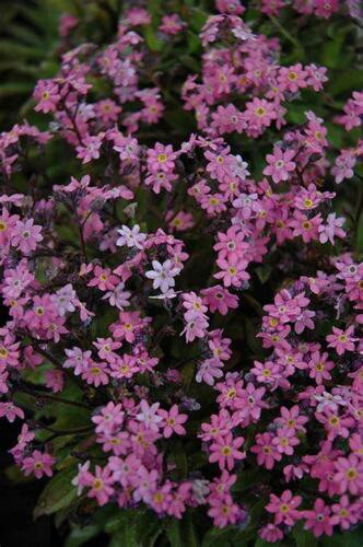 Forget Me Not Mysotis Victoria Rose 50 ct, Vegetables for Gardening