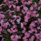 Forget Me Not Mysotis Victoria Rose 50 ct, Vegetables for Gardening