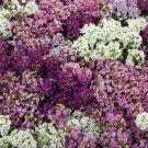 Wonderland Series Alyssum 100+ ct, Vegetables for Gardening