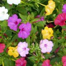 Flower ct: Four O'Clock Marvel of Peru Flower 40+ ct, Vegetables for Gardening