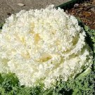 Ornamental Kale Kamome Mix 40 ct, Vegetables for Gardening