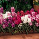 Flower Seed: Stocks Vintage Mix 40 Seeds Fresh Seed FREE Shipping