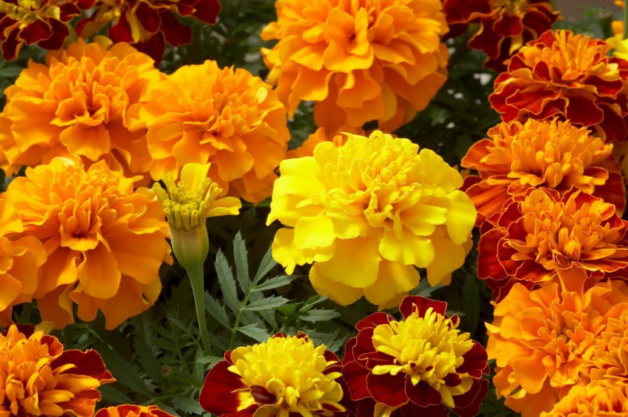 Hero Mix Marigold flower 50 ct, Vegetables for Gardening