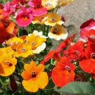 Carnival Mix Nemesia 40 ct