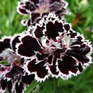 Dianthus Velvet N Lace 30 ct, Vegetables for Gardening