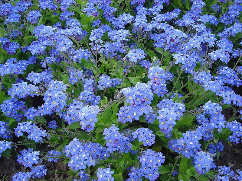 Forget Me Not Mysotis Victoria Indigo Blue 50 ct
