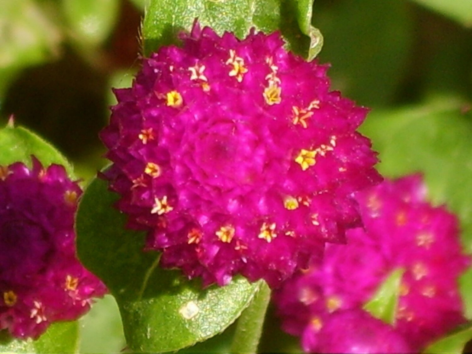 Buddy Mix Gomphrena 40 Seeds Fresh Seed FREE Shipping