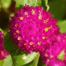 Buddy Mix Gomphrena 40 Seeds Fresh Seed FREE Shipping