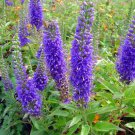 Blue Boquet Veronica Speedwell 40 ct, Vegetables for Gardening