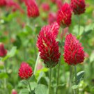 Crimson Clover ct 200+ ct, Vegetables for Gardening