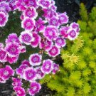 Barbarini Purple Picotee Dianthus 30 ct, Vegetables for Gardening