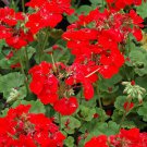 Pinto Deep Red Geranium 12 ct, Vegetables for Gardening