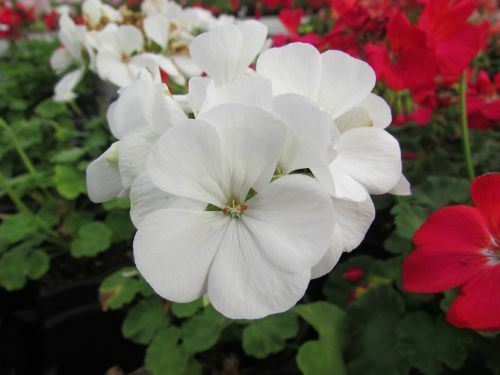 Maverick White Geranium 12 ct, Vegetables for Gardening