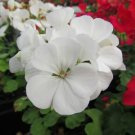 Maverick White Geranium 12 ct, Vegetables for Gardening