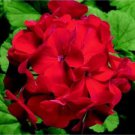 Ringo 2000 Red Geranium 12 ct, Vegetables for Gardening