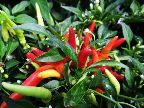 Chilly Chili Ornamental Pepper 20 ct Edible Chili's Fresh ct, Vegetables for Gardening