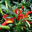 Chilly Chili Ornamental Pepper 20 ct Edible Chili's Fresh ct, Vegetables for Gardening
